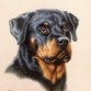 Rottweiler version retrato